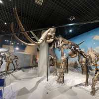 Dinosaurs, nice exhibitions in Natural History Museum of China 