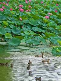 🌿 Summer Palace – An Imperial Garden of Tranquility and Grandeur
