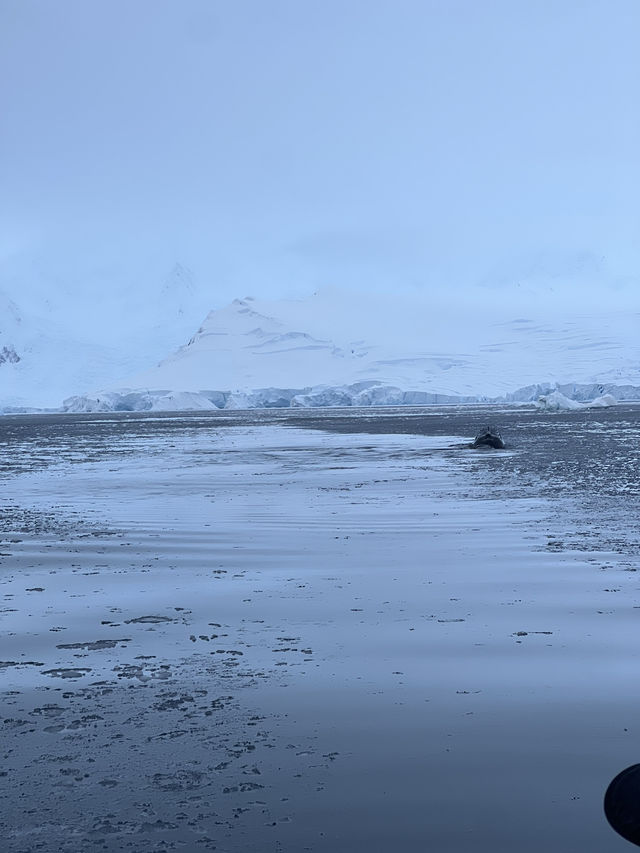 Whale Spotting in ANTARCTICA ❄️🐋