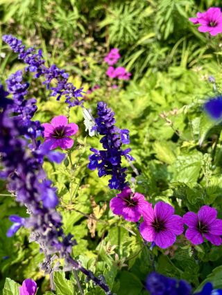 “ถ้าวังในฝันมีอยู่จริง… มันคือ Sofiero 🌷