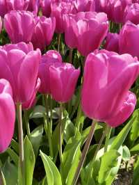 A Symphony of Blooms