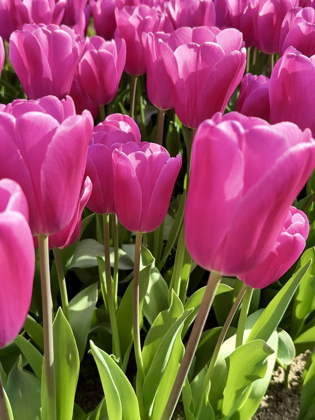 A Symphony of Blooms