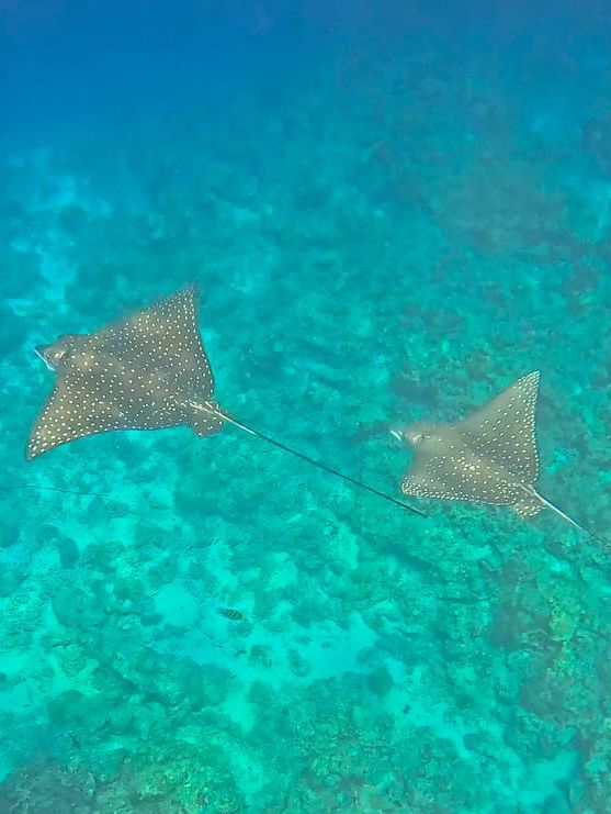  🌴🚤 Escape to Heaven: Unveiling the Charm of Hondaafushi Island Resort
