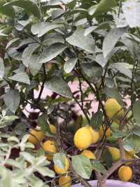 Shanghai Greenhouse Garden: Two Worlds in One Oasis