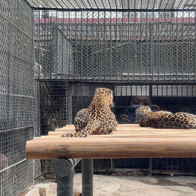 Fun experience at Shenzhen Safari Park