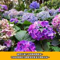 期間限定💜元朗紫色繡球花