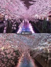 ❤️❤️Japan Cherry Blossom Season | Top 5 Cherry Blossom Viewing Spots in Tokyo
