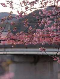 Enjoy the cherry blossoms 🌸 in Kawazu River.