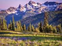 🏔️Mount Rainier National Park | Accidentally stumbled into Heidi's garden