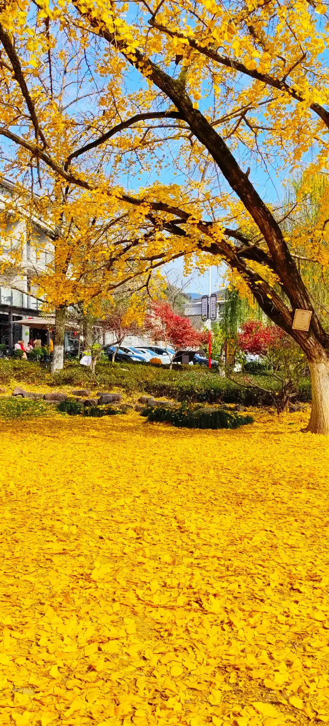 Enjoy the golden autumn leaves at Badu Peak