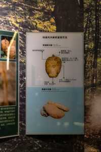 昭通彝良縣小草壩，峽谷飛瀑下的尋天麻之旅