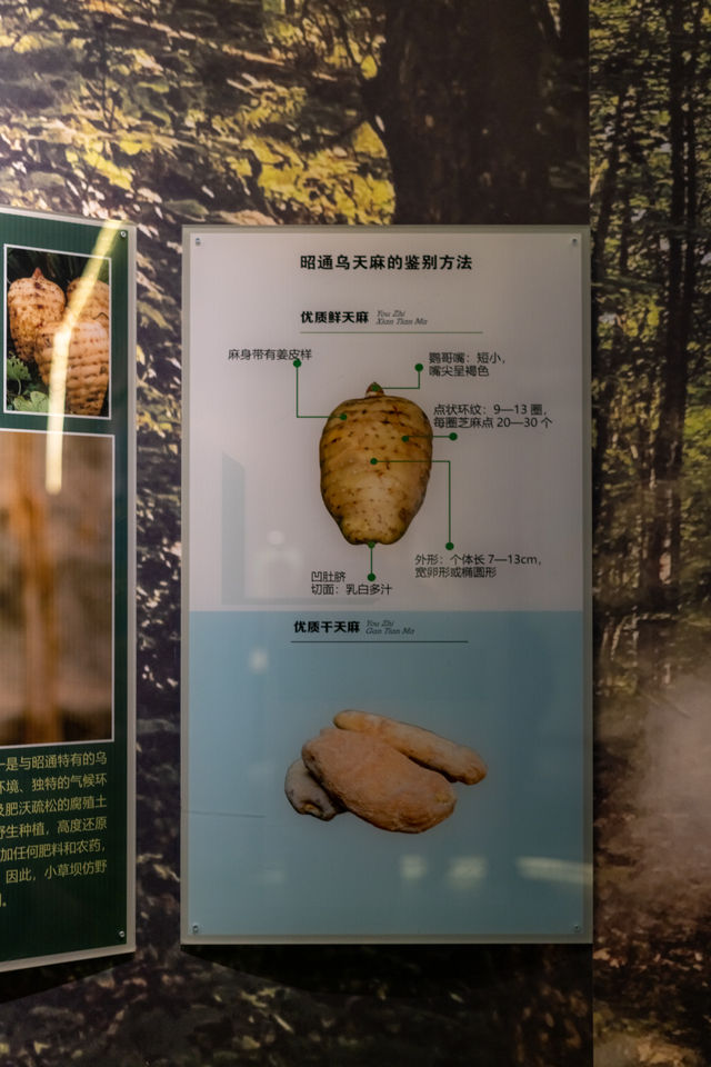 昭通彝良縣小草壩，峽谷飛瀑下的尋天麻之旅
