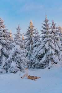 剛從來長白山雪嶺回來，強烈推薦小土豆寶們