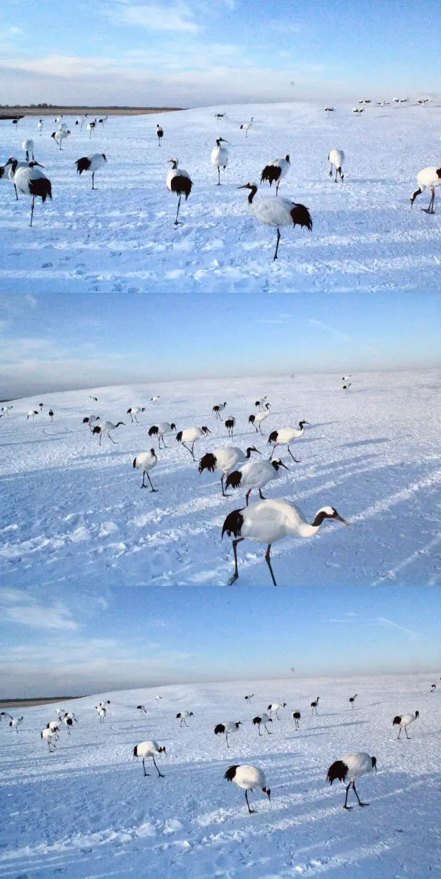 Zhalong National Nature Reserve in Qiqihar ~ Red-crowned Crane