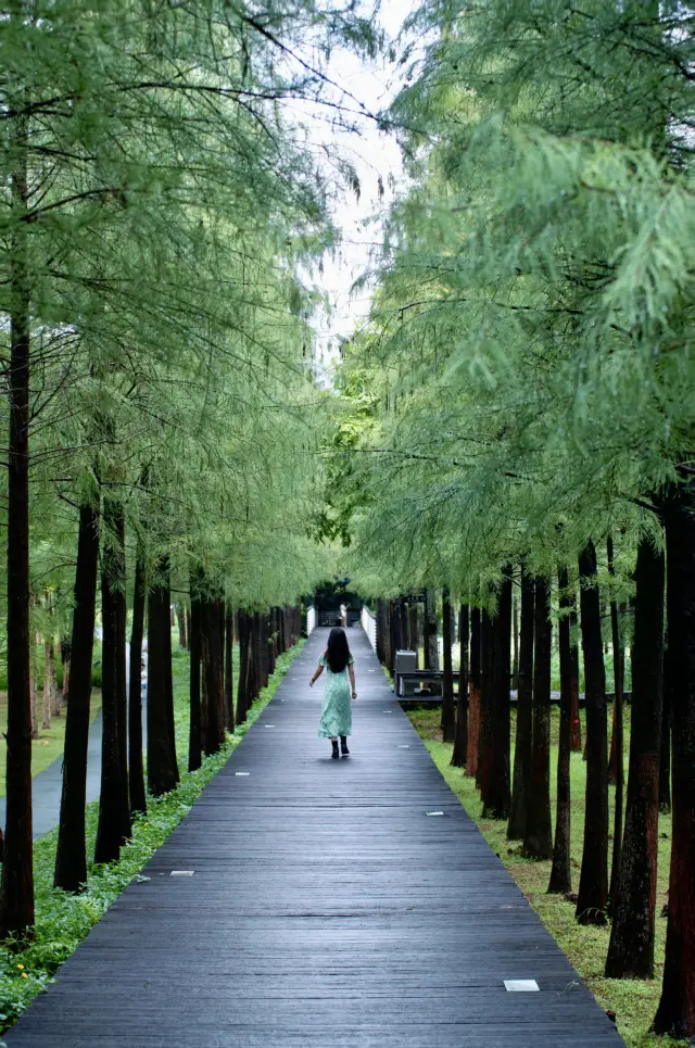 Found the Green Light Forest in Guangzhou | Rainy days are too healing