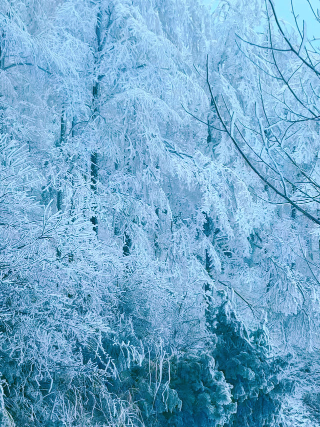 一山賞盡秋山雪色，四明山自駕路線及機位