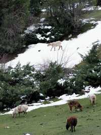 克州冰川公園｜一個同時擁有冰川的雪白與森林的青翠的神奇之地