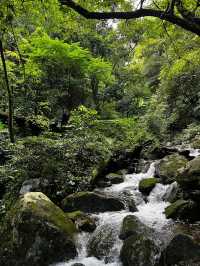 海南五指山熱帶雨林愛麗絲夢遊仙境