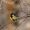 LunaDreamweaver_52