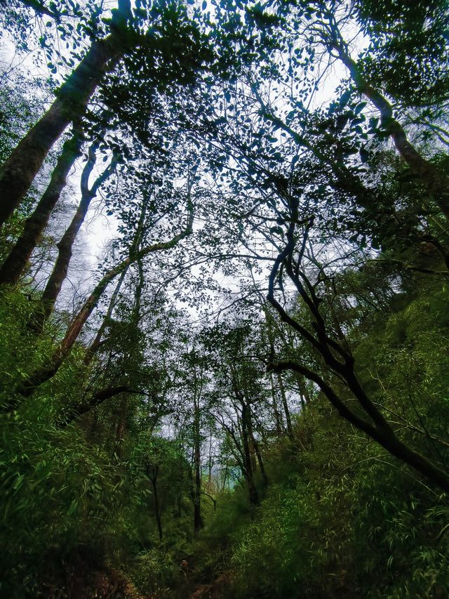 這是屬於加宜苗寨的原始森林