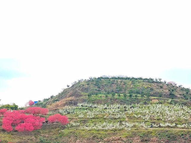 自貢牛佛龍骨山莊桃花盛開