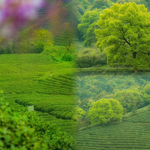 Oh my, Hangzhou's springtime Longjing Fairy Hiking Route is such a feast for the eyes