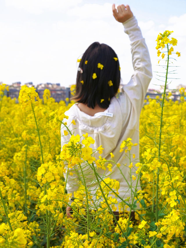 春遊賞花記 | 走進油畫般的春天裡