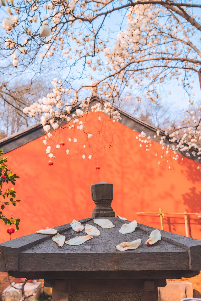 心不雜念去賞花！當玉蘭花遇見清千年古剎清涼寺！