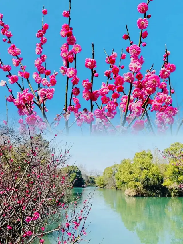 หางโจวเป็นเพดานของโลกในการชมดอกพลัม! ดอกพลัมที่โรแมนติกที่สุดอยู่ที่เขตชุ่มน้ำซีซี