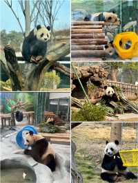 周邊遊¦岳陽中華大熊貓苑，來一起去看大熊貓吧！