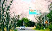 濟州島|3月下旬~4月初櫻花季打卡