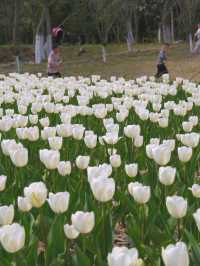 郁金香花海，我陷進去了