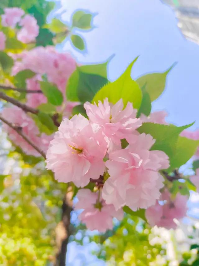 南京玄武湖，櫻花正吐艷/原創 楊洪彥