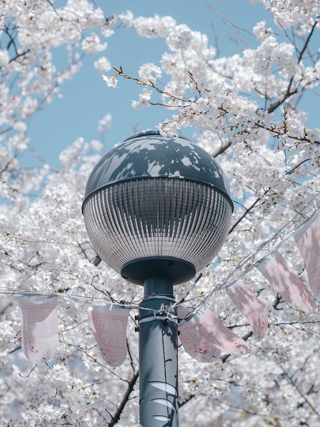 聽說虹口的櫻花開了，果然美