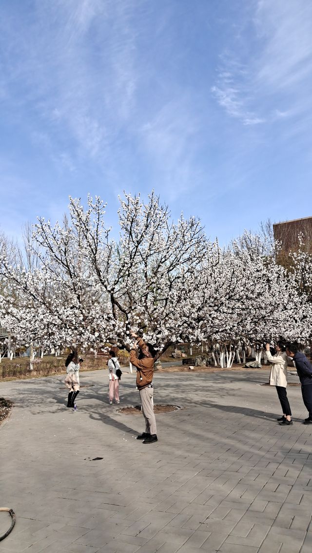 春日賞花踏春