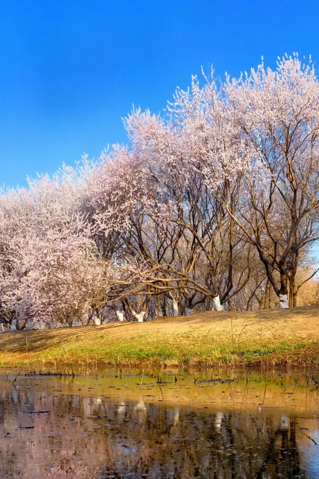 2024! That's it for the peach blossoms in Beijing!!