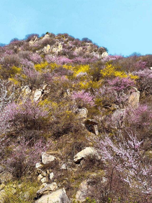 西安‖藍田‖三鳳山桃花季上線