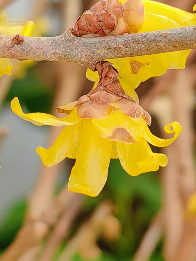 北京冬季賞花好去處