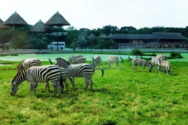 遊玩曼谷野生動物園