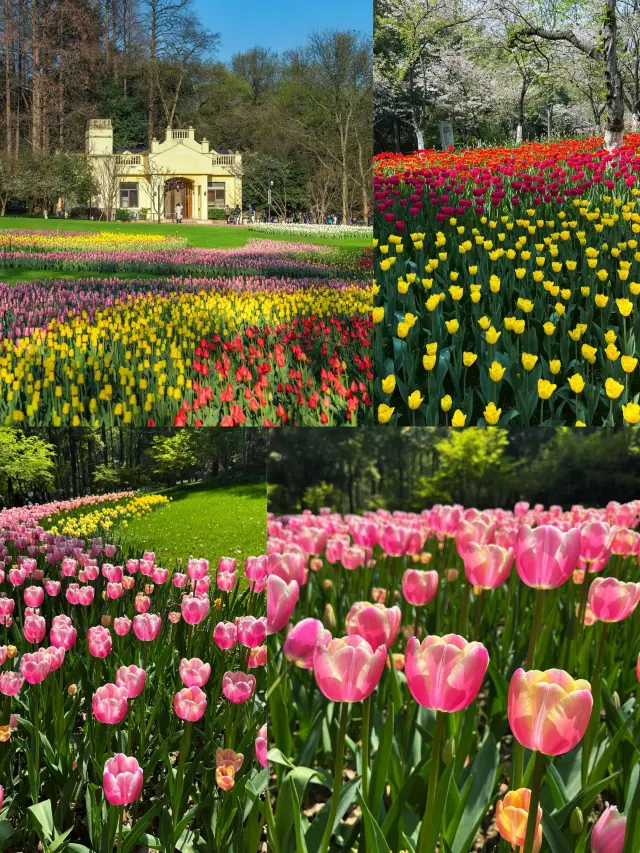 In spring, Taiziwan Park is transformed into a painting