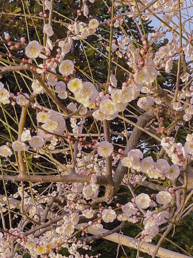 世紀公園的梅花已經來啦