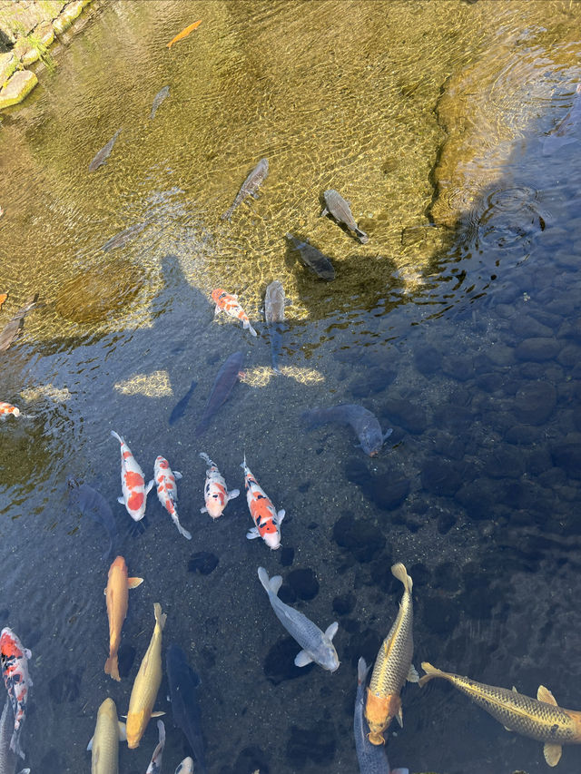 極致日式美景，水前寺成趣園處處是驚喜