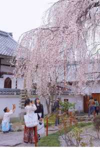 京都賞櫻｜美美的垂櫻就在本滿寺