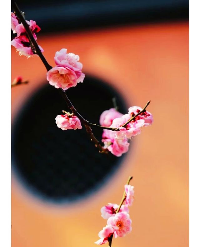 浙江|湖州|賞梅地圖