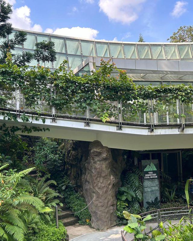 新加坡國立植物園 胡姬花園蘭花品種上千，稀有蝴蝶蘭