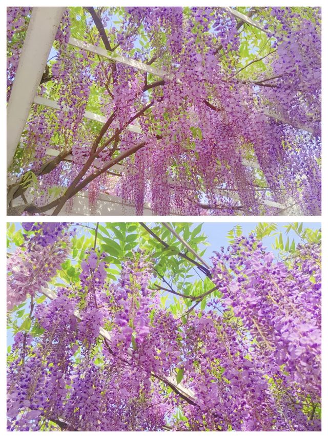 魔都頂流紫藤瀑布
