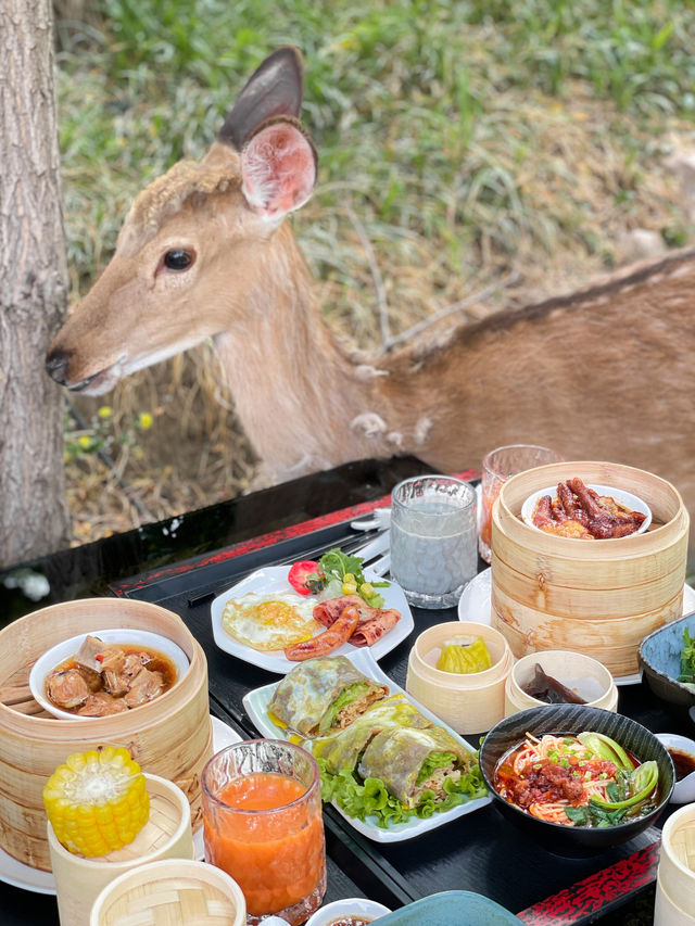 Enjoying breakfast with the alpaca🦙 and deer🦌 in the private hot spring estate within the fifth ring.