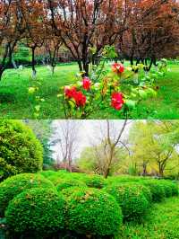 不負春光，到黃興公園春天玩點花的