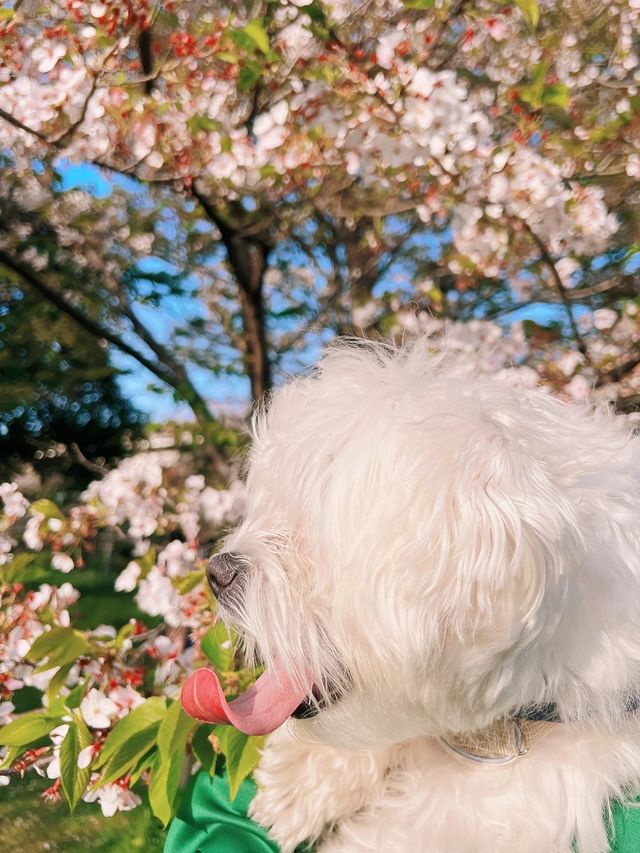 東京帶小狗避開人群的小眾賞櫻公園|||