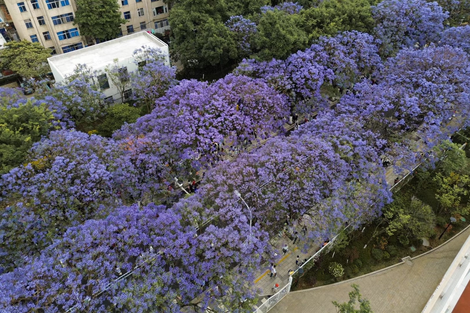 Jacaranda, the Messenger of Spring